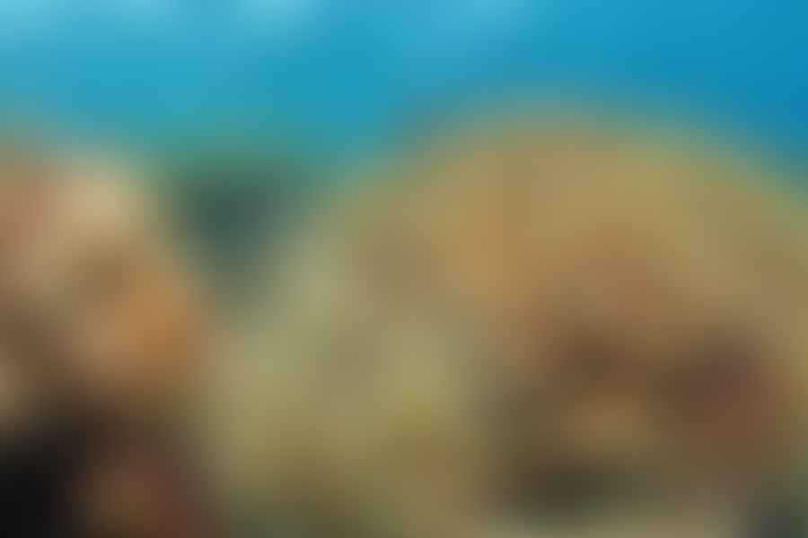 Coral Reef Alliance activities