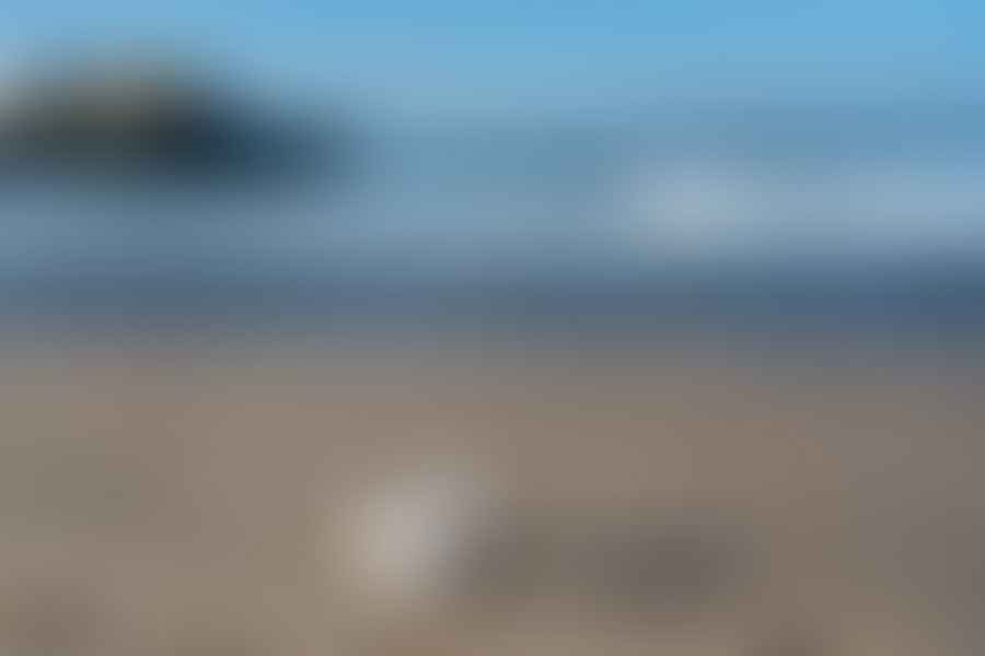 Ocean Conservancy action