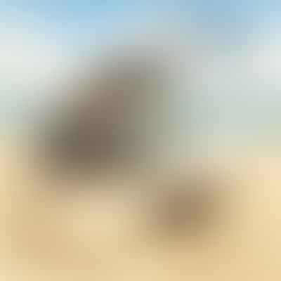 Beach Driving and Wildlife Protection: How to Safely Share the Sand with Coastal Animals